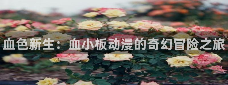 风车动漫在线观看动漫