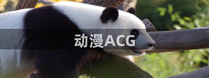 风车动漫下载正版安装
