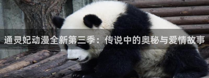 风车动漫画片：通灵妃动漫全新第三季：传说中的奥秘与爱情故事