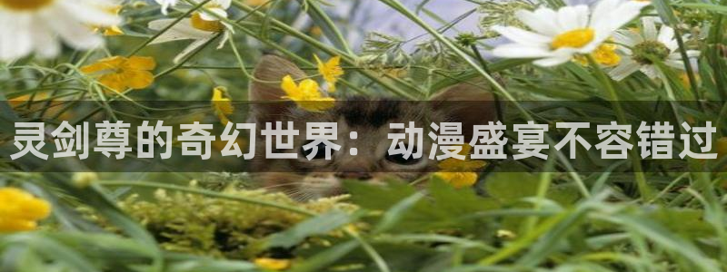 五等分的新娘风车动漫：灵剑尊的奇幻世界：动漫盛宴不容错过